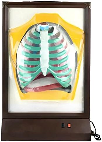 Human Lung Model - Biological Teaching Model for Educational Purposes