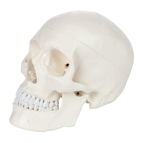 Human Skull Model Life Size, 3-Part Medical Anatomical Skull Replica Includes Skull Cap with External and Interior Structures