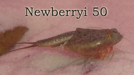 Triops Newberryi Approx. 50 Egg Starter Set