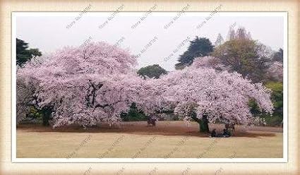 3 : Bonsai Tree Japanese Sakura Seeds. Rare Japanese Cherry Blossoms Flowers Seeds in Bonsai,Pink Prunus Serrulata 15 Seeds/Pack