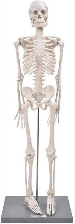 İskelet Maketi 45 cm 1 Adet Eğitim İnsan İskelet Modeli İskelet Sistemi Haraketli İskelet Anatomisi