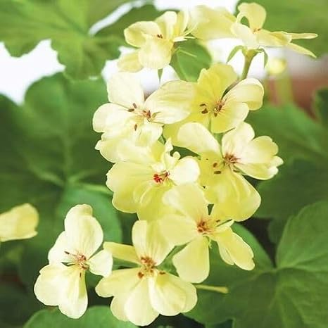 100pcs Yellow Ivy Geranium Flower Seeds