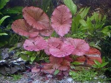 1 Red Tiger Lotus approx. 5 cm shoot with tuber