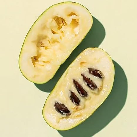 50pcs Green Paw Paw Fruit Seeds