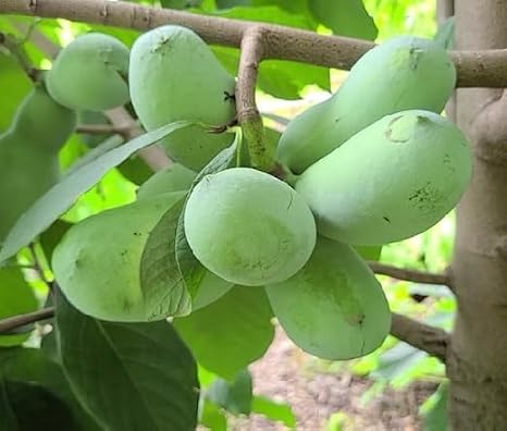 50pcs Green Pawpaw Fruit Seeds