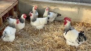 12 Light Sussex Fertile Chicken Hatching Eggs