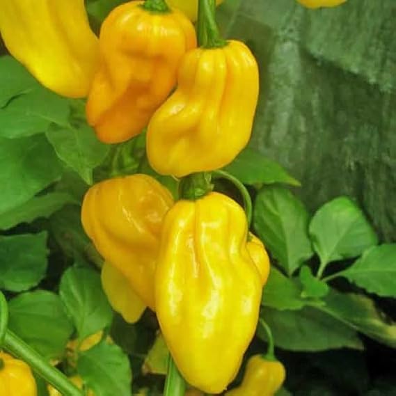Habanero Yellow Chili Pepper Seeds - Extra Spicy Quality Heirloom Seed