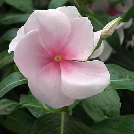 Vinca Rosea Seeds (Exotic Flower Seeds)