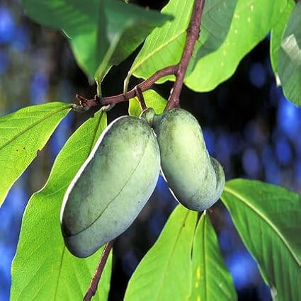 50pcs Green Pawpaw Fruit Seeds