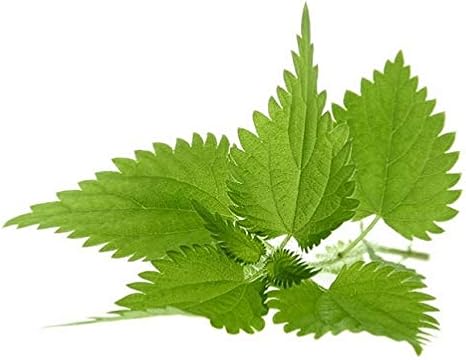NETTLE SEED 2000+ SEEDS(Urtica dioica)