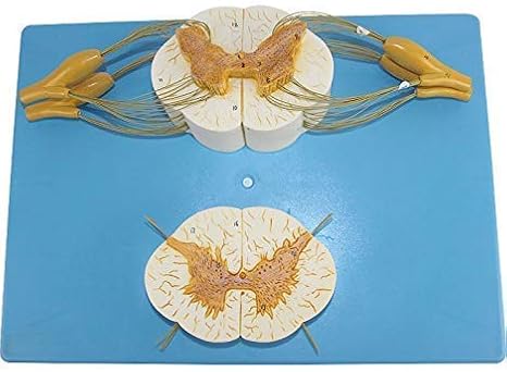 Anatomy model Skeleton, Enlarged Spinal Cord Model, 5X Nerves Plus Anterior and Posterior Nerve Roots and Spinal Ganglion