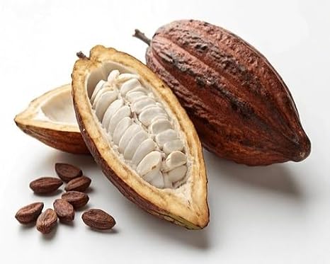 100pcs Brown Cocoa Tree Seeds.