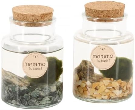 Marimo Moss Ball Terrarium Bottle Arrangementen Water Plant 7 cm Pot 15 cm Height