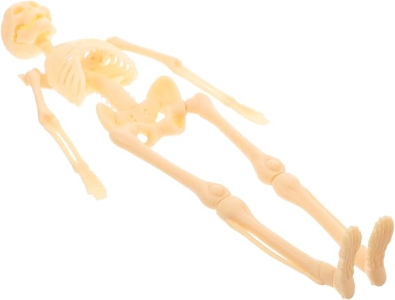 Human Skeleton Model Plastic Brown Scientific Education Tool
