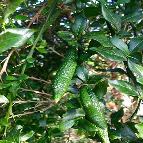 100pcs Finger Lime Fruit Seeds
