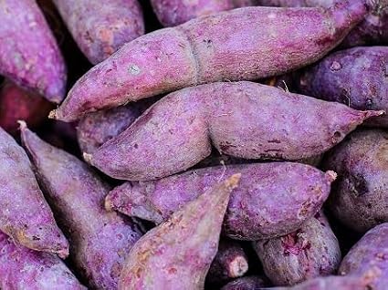 Sweet Potato Vegetable Seeds 100pcs Purple
