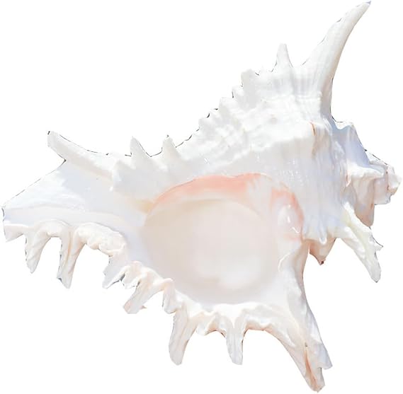 Large Natural Conch Shells for Fish Decor Wedding Beach Theme Party Home Decors Natural Conch Shell Decors Beach Theme Party Home Decorations Large Seashells for Fish Decors