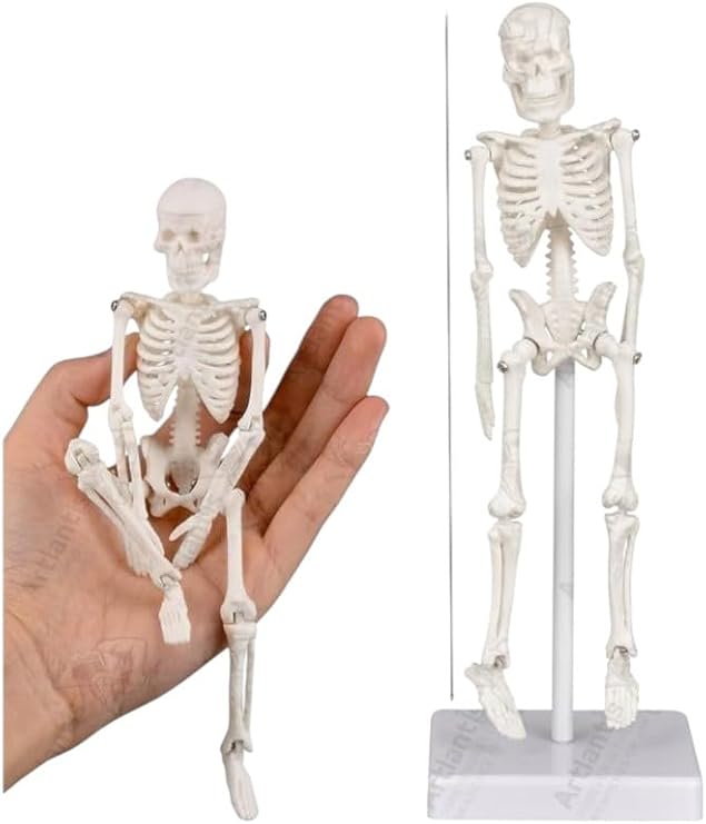 İskelet Maketi 20 cm 1 Adet Eğitim İnsan İskelet Modeli İskelet Sistemi Haraketli İskelet Anatomisi Masaüstü Taşınabilir
