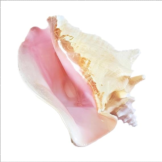 Conch Shell Decor, 1pcs Pink Queen Conch Seashell by Beach Decor Sea Shell,(9-10cm)