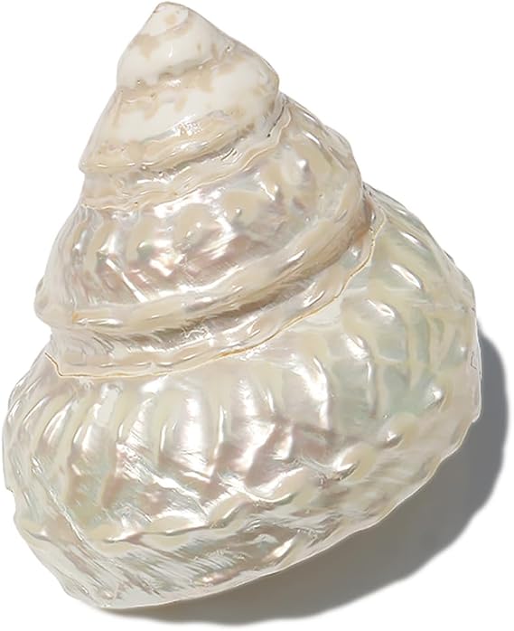 Shell, Natural Sea Shells, Ocean Pearl Cone Conch 6-11 Cm Seashells(8cm)