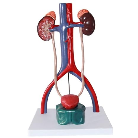 Urinary System Model - Genitourinary System Model - Pvc Material Human Anatomy Science Models - for Medical Educational Training Aid