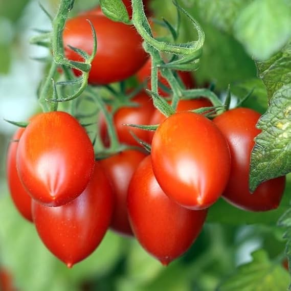 PREMIER SEEDS DIRECT - Tomato Roma VF - 100 Finest Seeds - Organic