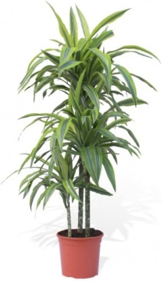 Verdecora Dracena Lemon Lime Natural Plant Indoor - Dracena Lemon