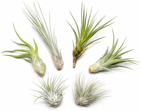5 Tillandsia Mix Plus 1 Extra, Air Plants