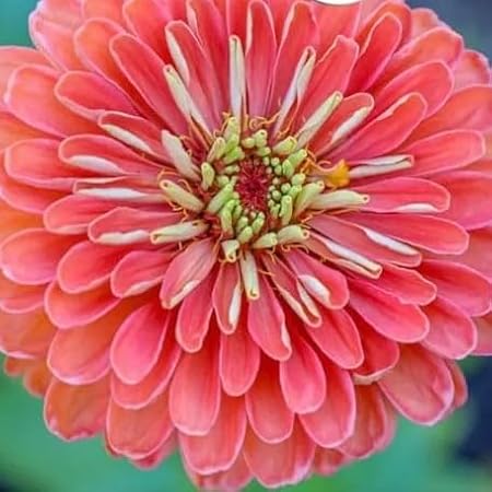 Zinnia Dahliaflowered 'Salamon Queen' 130 Seeds + Plant tag (Zinnia elegans)