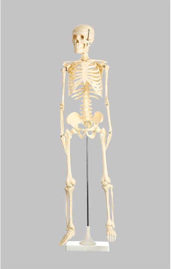 Edulab İSKELET MODELİ 160 CM