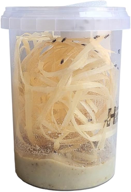 520ml Advanced Husbandry Live Fruit Flies, Drosophila Hydei, Large 2-3mm, Culture with Multiple Life Stages (Std 520ml, Newly Made)