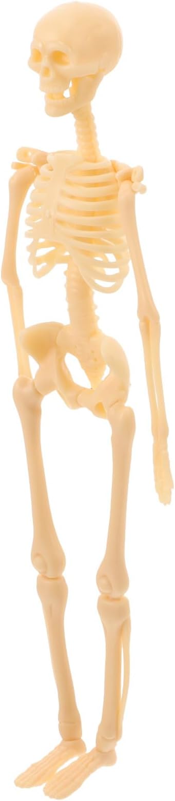 Human Skeleton Model Brown Plastic DIY Assembly Science Kit