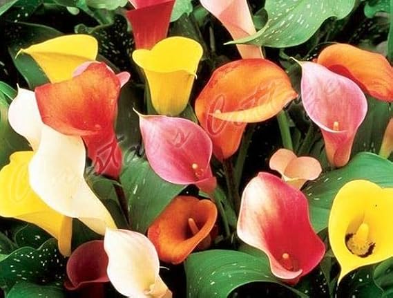 3 Mixed Colour Calla Lily Lilies Perennial Gardening Summer Flower Bulb Corm