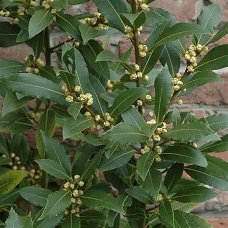 Laurus nobilis Bay Tree – Aromatic Culinary Herb Shrub for Pots by Park Farm Plants (1 x 9cm Pot)