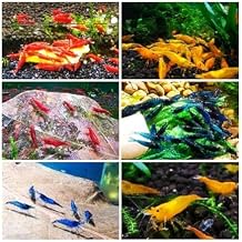 5x Assorted Live HIGH grade Freshwater Shrimp, 5 Count, Vibrant Mixed Colors for Aquarium 1.5cm