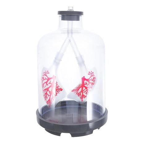 Adjustable Human Lung Model for Teaching with Diaphragm Movement Simulation Detailed Transparent Respiratory Trainer for Science Education and Classroom Experiments