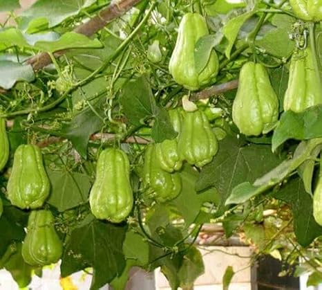 New 75pcs Green Chayote Vegetable Seeds