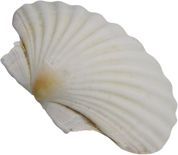 Large White Scallops Shells for Painting Artistic Craft Enthusiasts White Weddings Decors Natural for