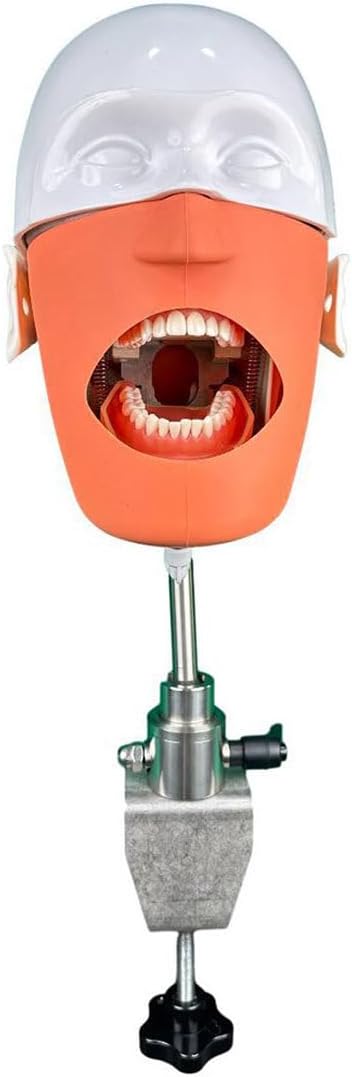 Dental Phantom Head Model - Simulator Unit with Bench Mount, Safe and Odorless Dental Manikin Head for Dentists and Dental Assistants