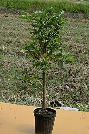 Club Apple Golden Round Apple Seedling