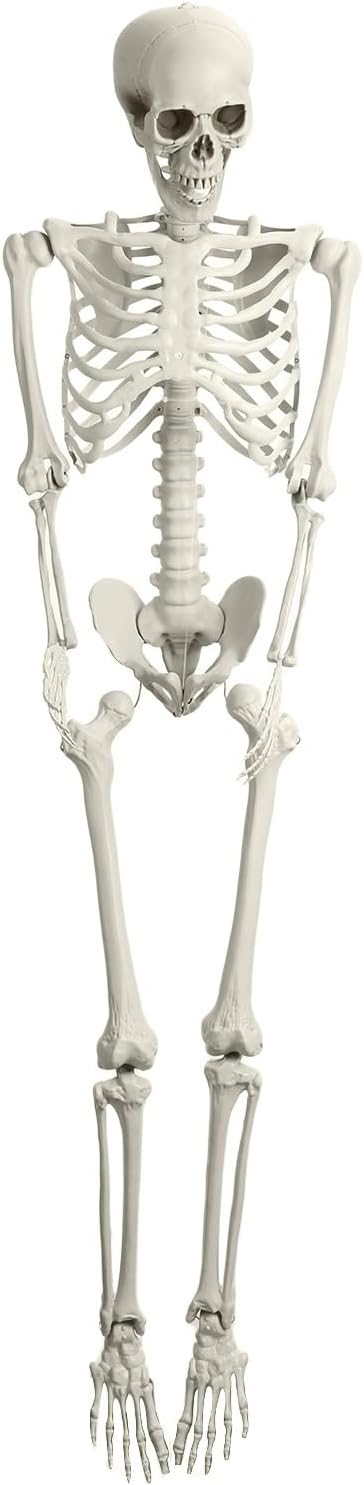 Life Size Skeleton, 5.4Ft Halloween Skeleton Life Size, Life Size Skeleton Poseable, Outdoor Halloween Decorations for Party indoor Outdoor Shipping from USA Fast Arrival (Plastic)