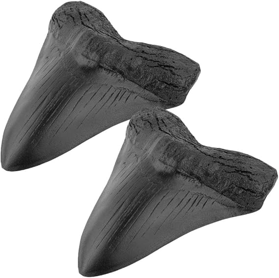 2Pcs Genuine Natural Fossilized Megalodon Shark Tooth - Prehistoric Real