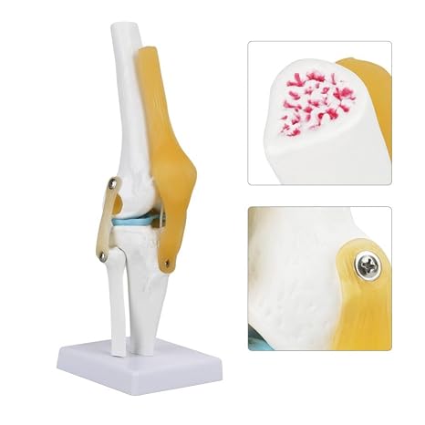 Anatomical Knee Joint with Ligaments Model,Life Size