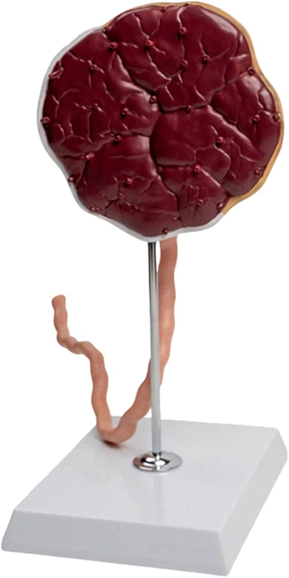 Professional Grade Placenta Model with Clear Umbilical Cord for Enhanced Learning Teaching Placenta Tool