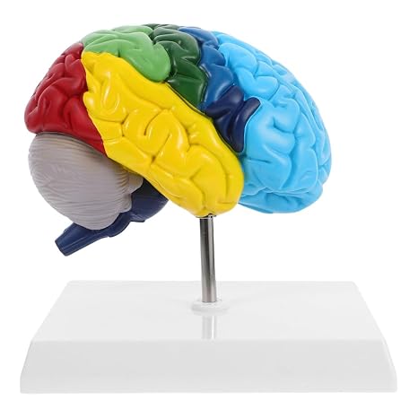 Abaodam Human Brain Model 1 1 Scale Right Hemisphere Anatomical Model Color-Coded Brain Regions Human Anatomy Teaching for Neuroscience Learning Study Classroom Display