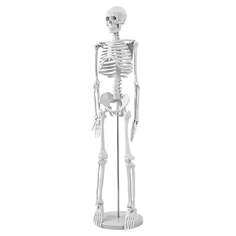 Human Skeleton Model for Anatomy 85 cm Full Body Human Skeleton Model Anatomy Skeleton Human Skeleton with and Movable Arms and Legs for Medical Teaching Education Learning Display