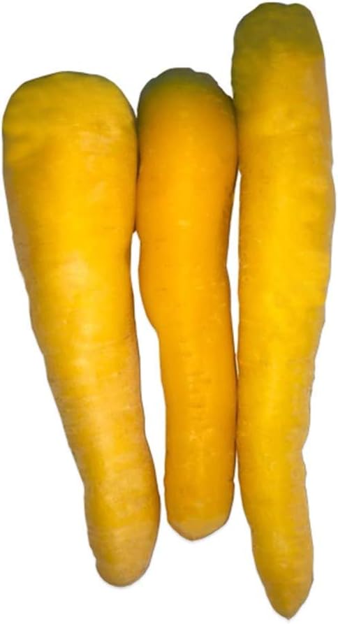 Doğal Solar Yellow Havuç Tohumu (50 tohum)