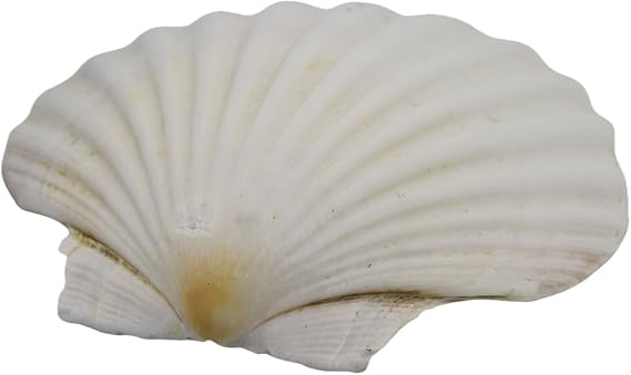 Large Seashells For Crafting Home Decorating And Beach Themed Celebration White Scallops Shell For Art Projects Sea Shells For Painting Kids Bulk
