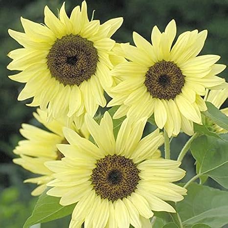 Flower - Sunflower - Buttercream F1-10 Seeds