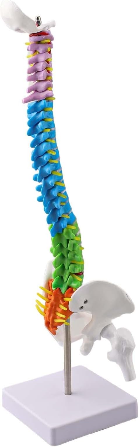 45cm Half-Size Human Model Detailed 45cm Half-Size Human Model(45cm)